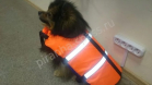 Спасательный жилет для собак размер S до 4-5 кг
